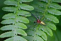 ATTENTION ! Les araignées du genre Chiracanthium (ici Chiracanthium punctorium) ne sont pas très grandes mais n'en infligent pas moins des morsures très douloureuses, voire dangereuses. Faumontagne (Tarn) Juin 2011 arthropode, araignee, arachnide, tarn, midi-pyrenees 